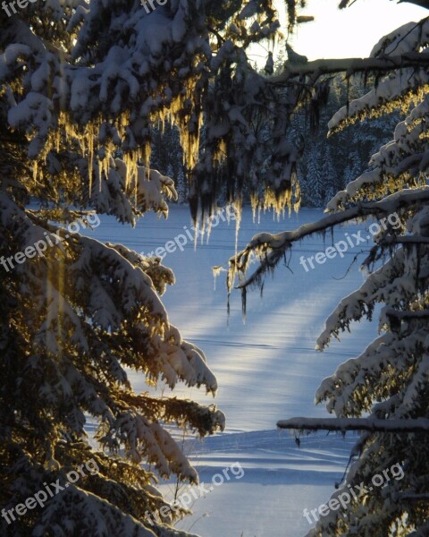 Winter Sun Beam Fir Trees