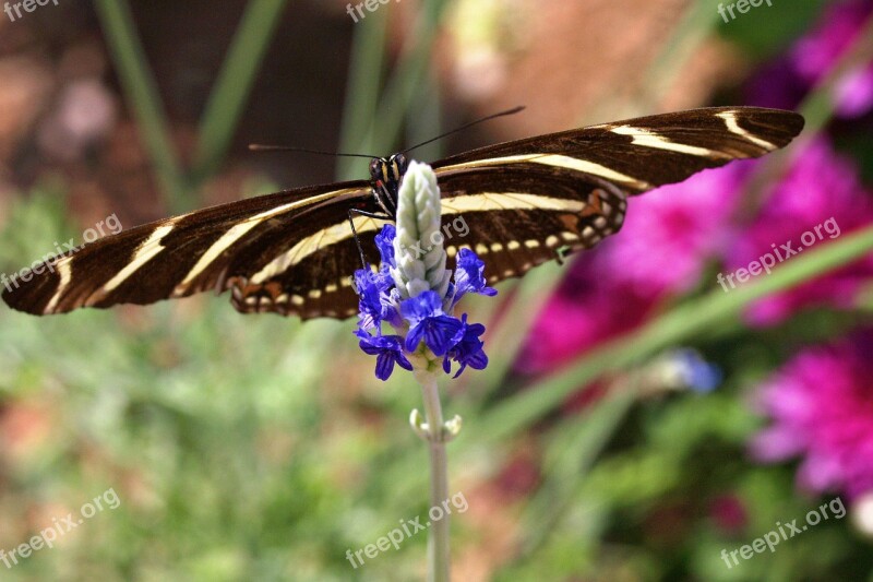 Butterfly Insect Flower Plant Nature