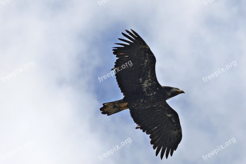 Flying Osprey Raptor Animal Bird