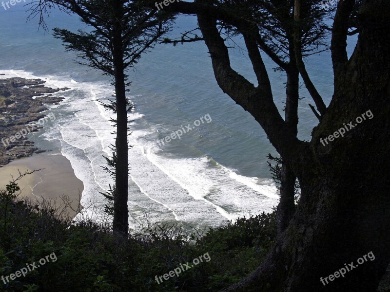 Coast Shoreline Trees Vista View