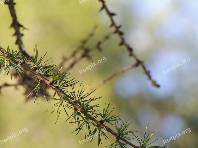 Fir Tree Needles Branch Pine Needles Tannenzweig