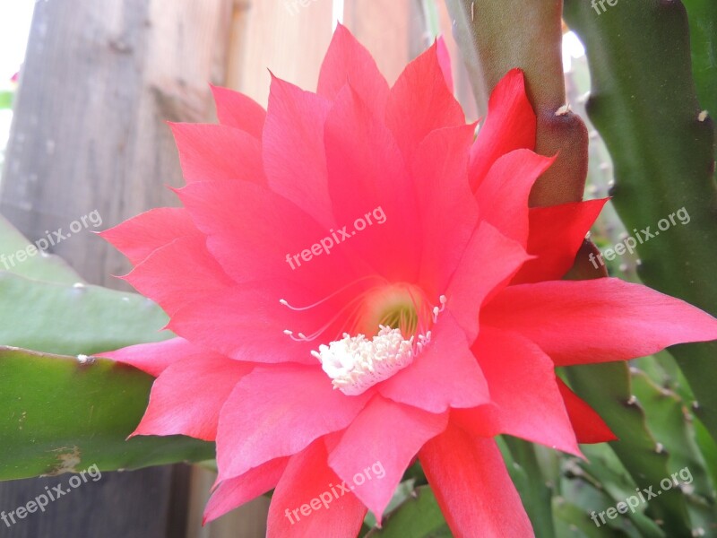 Blossom Bloom Cactus Nature Plant