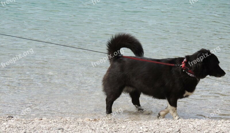 Dog Black Leash Lake Beach