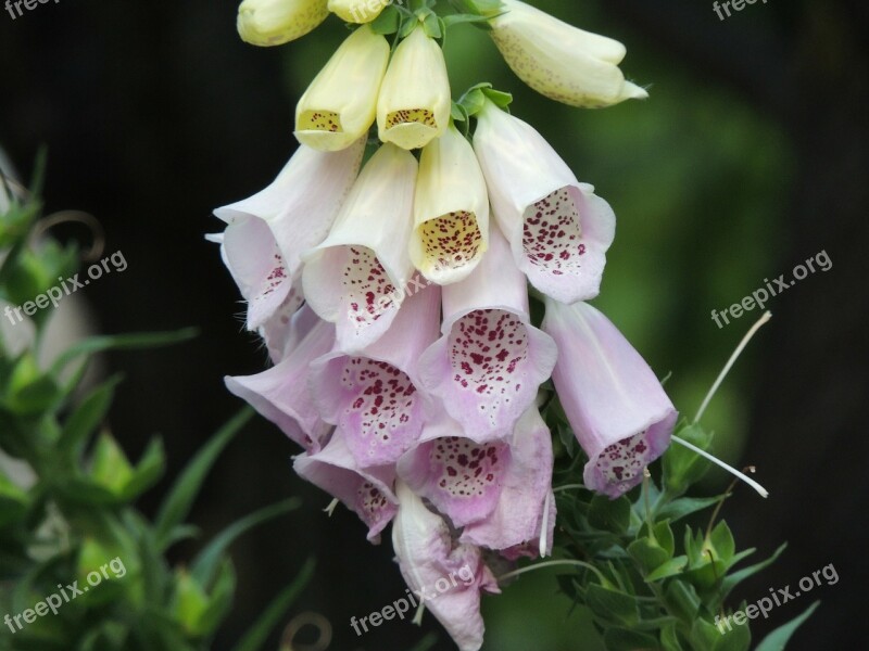 Thimble Nature Blossom Bloom Flowers