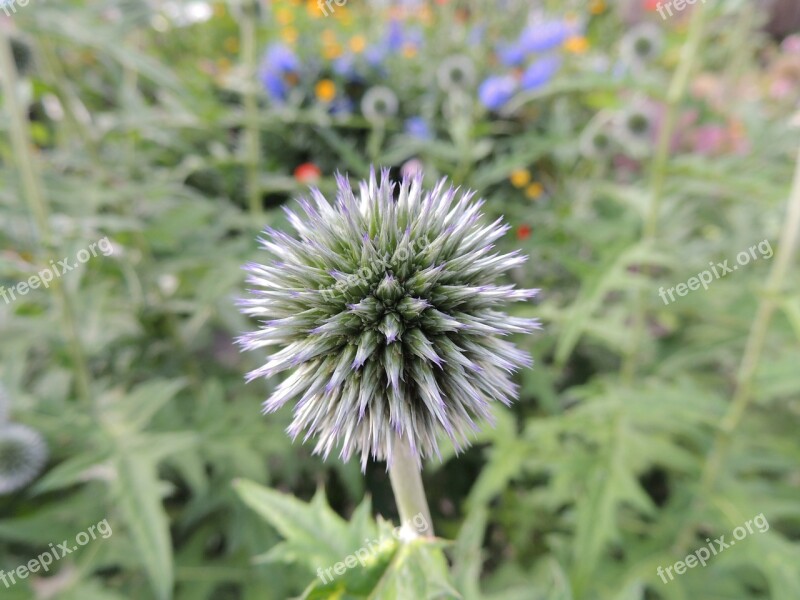 Flower Blossom Bloom Wild Plants Plant