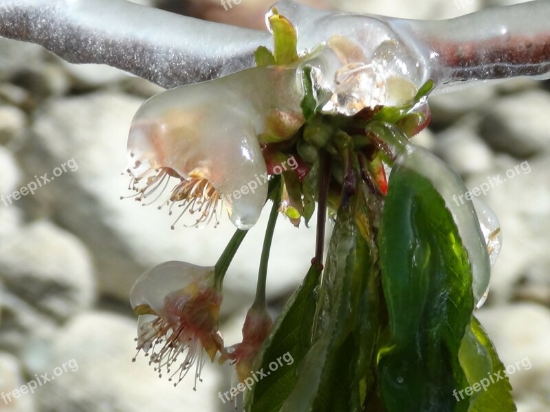 Blossom Bloom Ice Gefrohren Plant