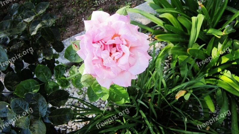 Flower Summer Flowers Nature Flowers Pink