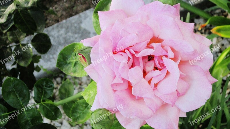 Pink Flower Garden Gardening Cheerful