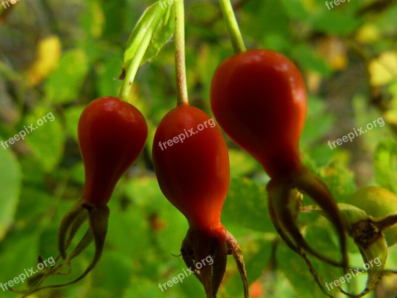 Rose Hip Wild Rose Fruit Hip Wild Brier