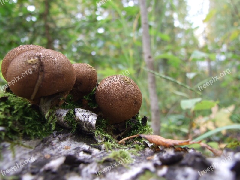 Mushroom Rot Tree Free Photos