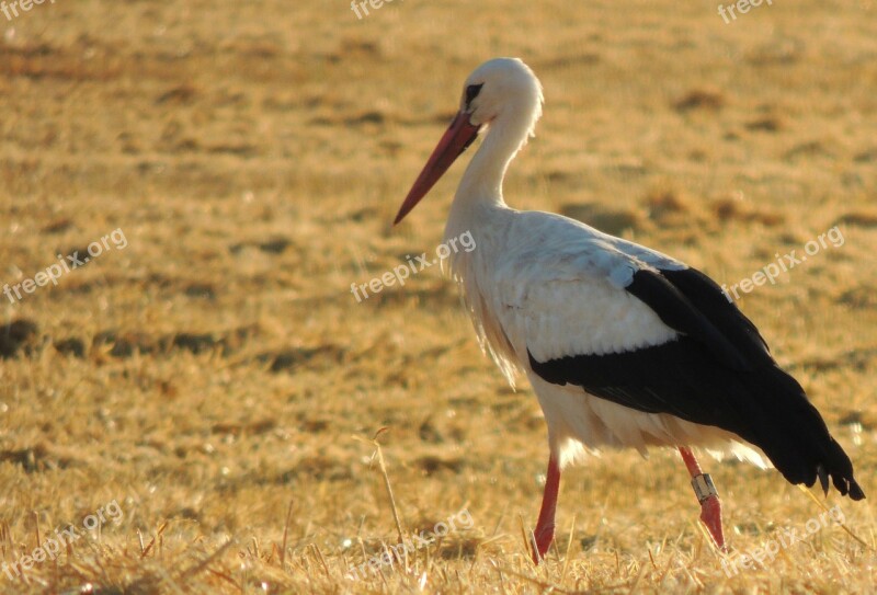 Stork Bird Harvest Field Evening