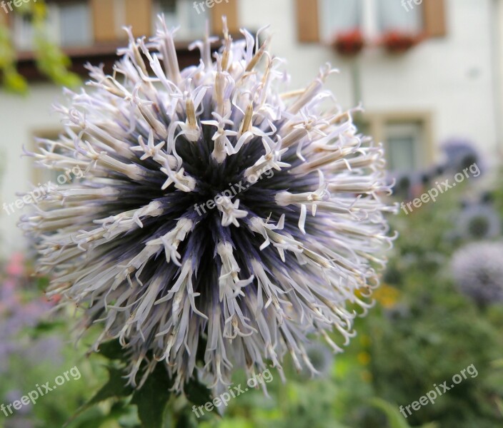 Flower Blossom Bloom Ball Plant