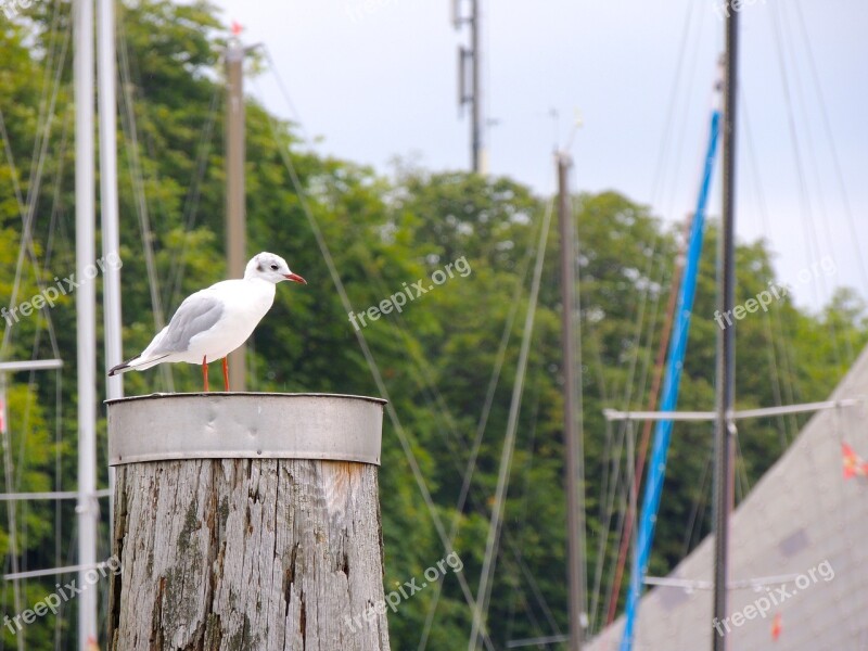 Seagull Bird Lake Constance Lake Free Photos