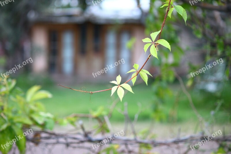 Vine Plant Leaf Green Leaves