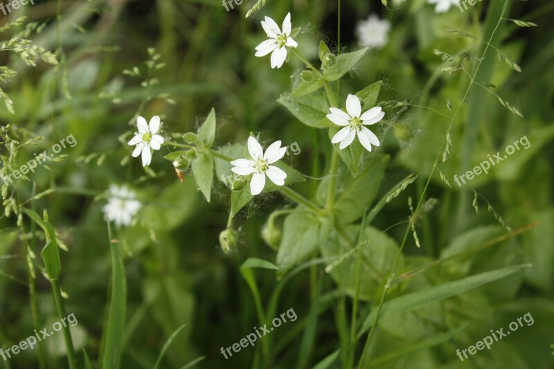 Flower White Flower Wildflower Summer Plant