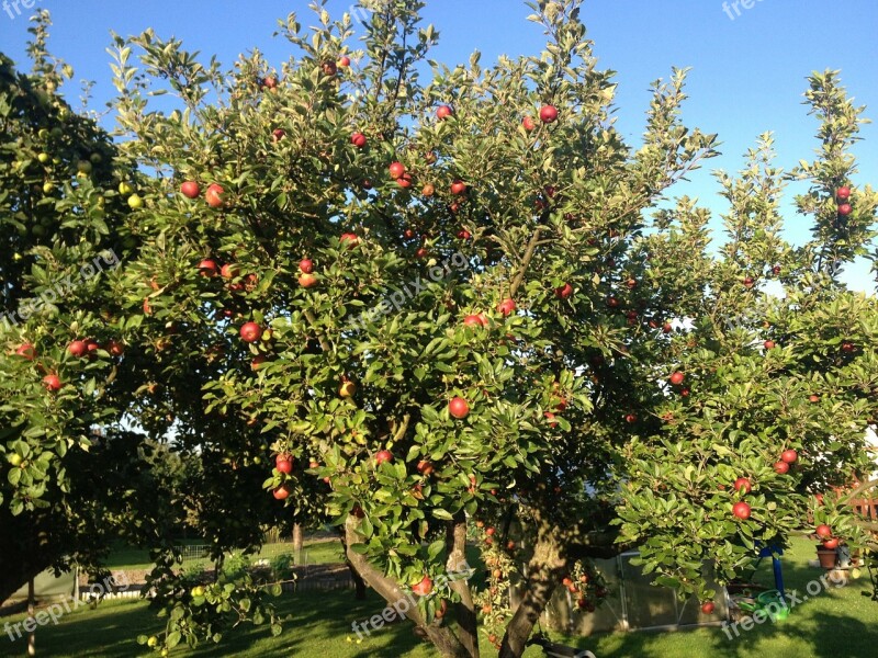 Apple Apple Tree Red Garden Autumn