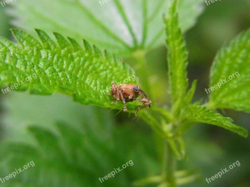 Beetle Weevils Curculio Glandium Curcullo Versiosus Animal