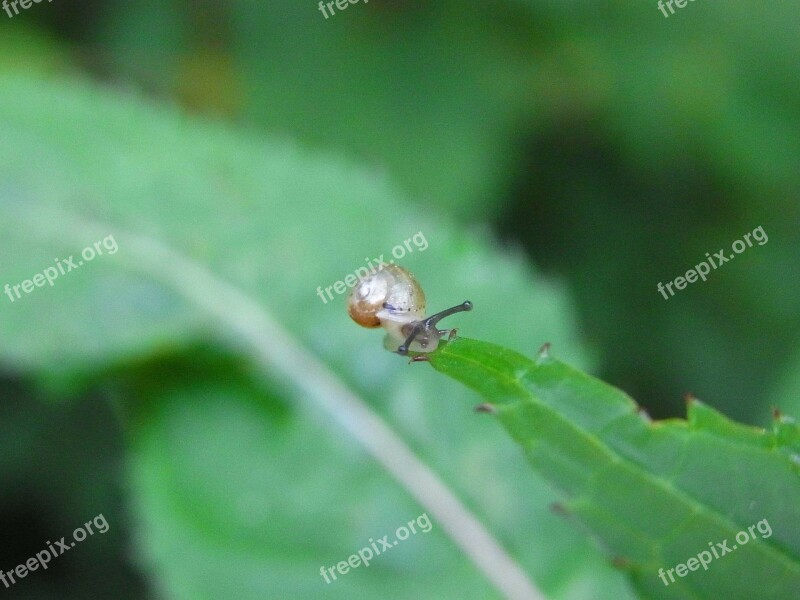 Snail Mollusk Wirbellos Animal Forest