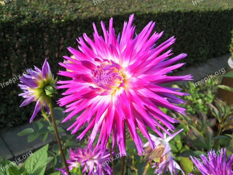 Dahlia Orange Red Autumn Garden