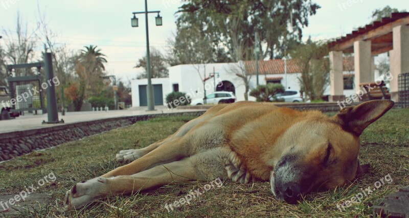 Dog Siesta Sleep Animals Rest