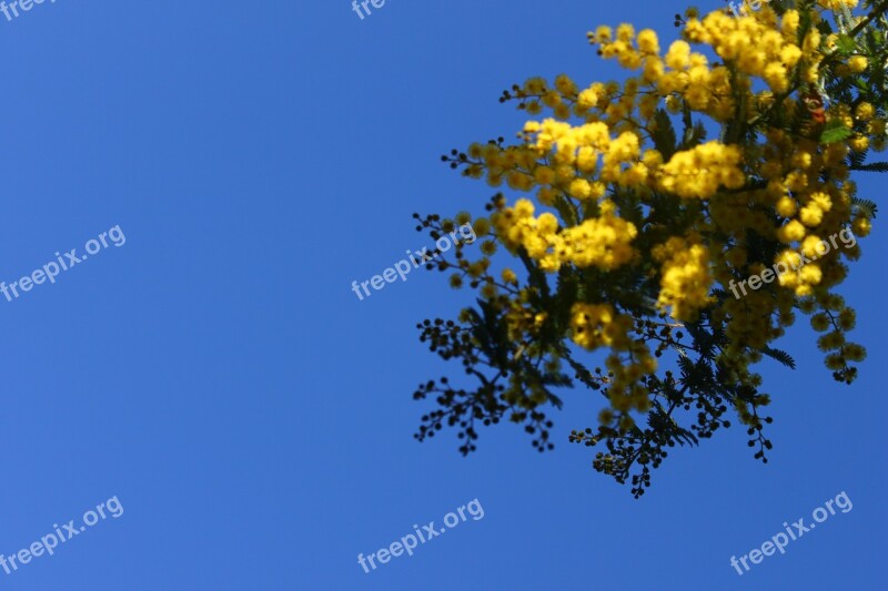 Flower Sky Flowers Spring Nature