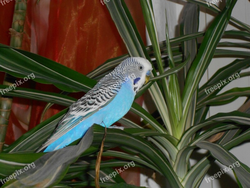 Bird Wellensttich Parakeet Blue Palm