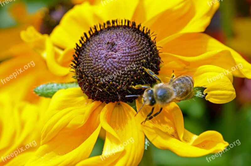 Bee Flower Yellow Nectar Plant