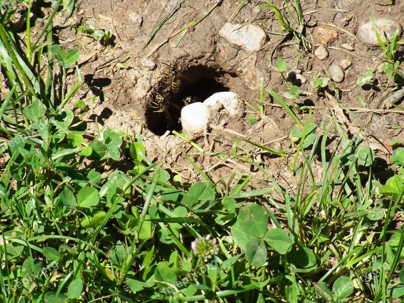 Bee Insect Hole Nest Free Photos