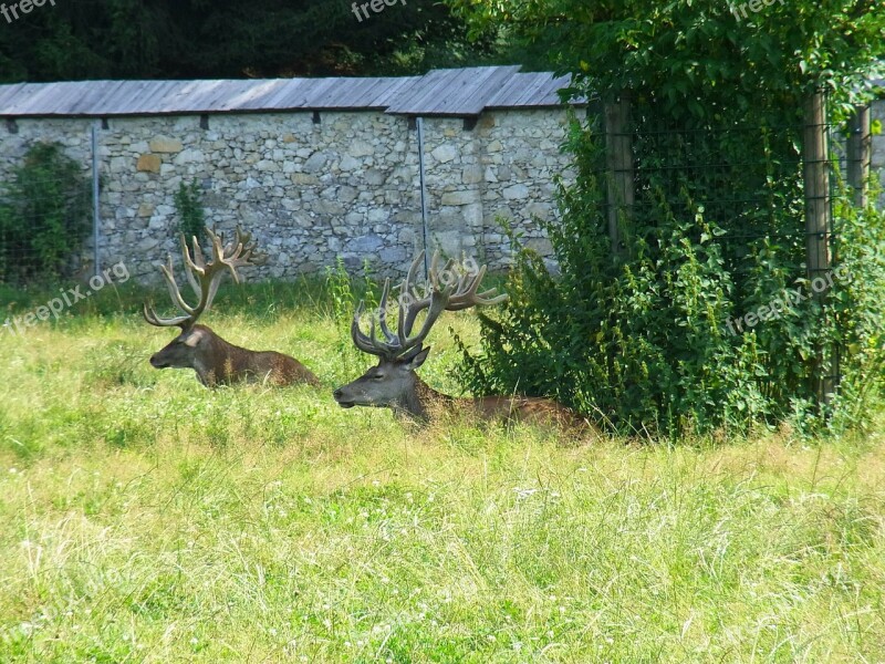 Hirsch Deer Roe Deer Forest Antler