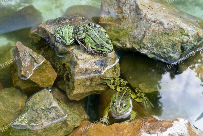 Frogs Reptile Pond Water Swim