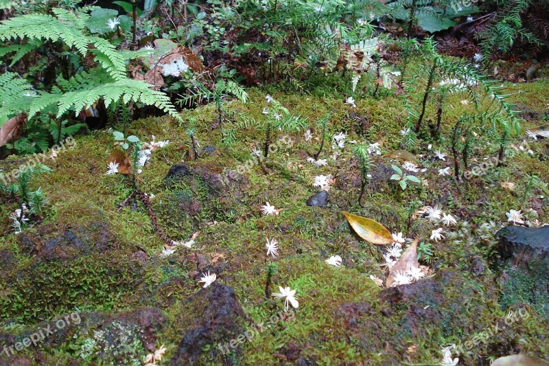 Forest Trees Green Foam Free Photos