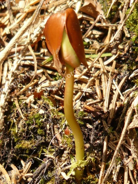 Germ Seedling Scion Forest Grow