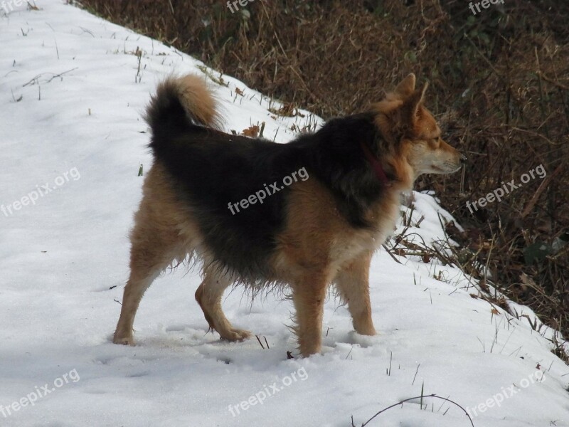 Dog Pet Ronja Animal Snow