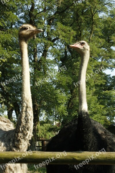 Ostrich Bird Animals Zoo Zoological Garden