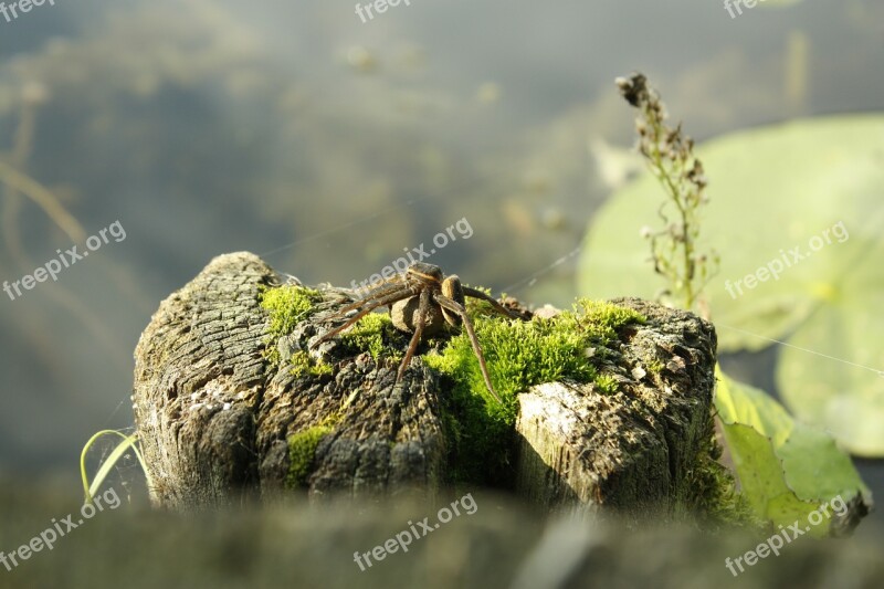 Spider Insect Summer Lake Trunk