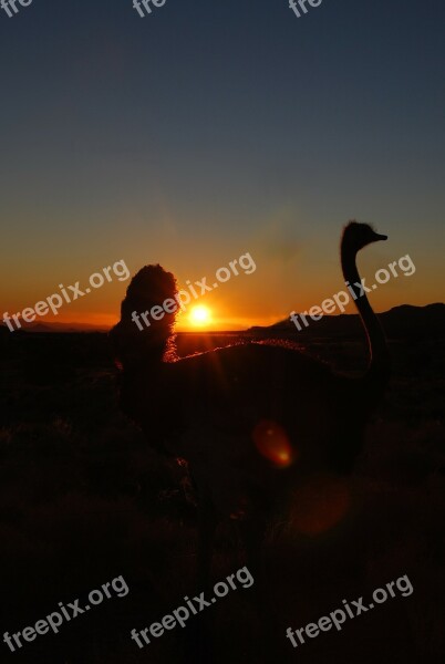 Bouquet Sunset Ostrich Africa Namibia