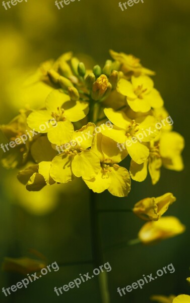 Oilseed Rape Cereals Yellow Free Photos