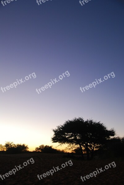 Night Desert Kalahari Tree Sky