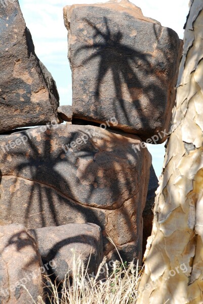 Quiver Tree Shadow Stones Free Photos