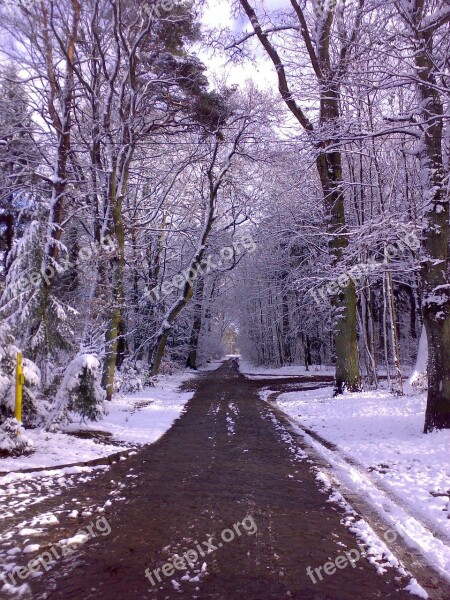 Winter Forest Away Winter Magic Winter Dream Snow