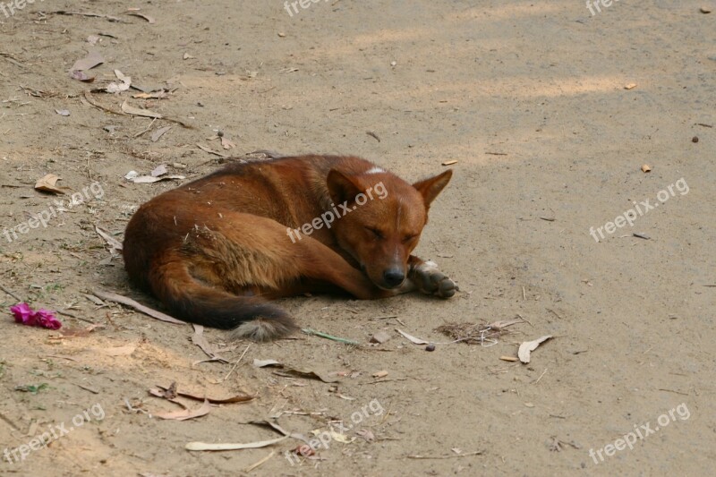 Dog Seating Dog Sleeping Dog Asad Dhaka