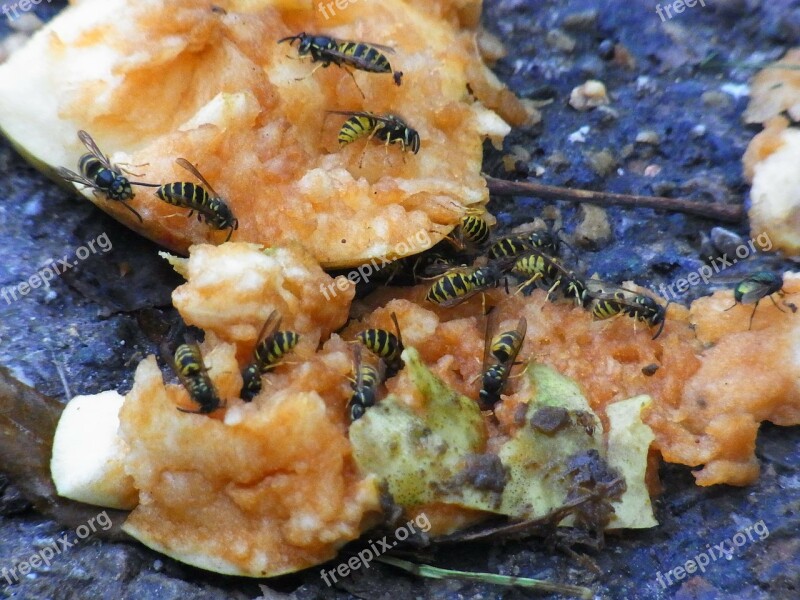 German Wasp Vespula Germanica Apple Fruit Autumn