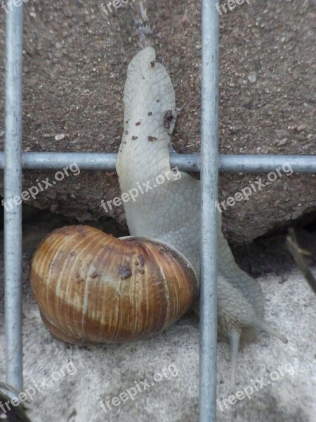 Snail Helix Pomatia Wall Mollusk Schenckenhaus