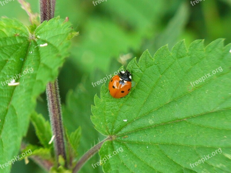 Ladybug Coccinellidae Insect Beetle Nature