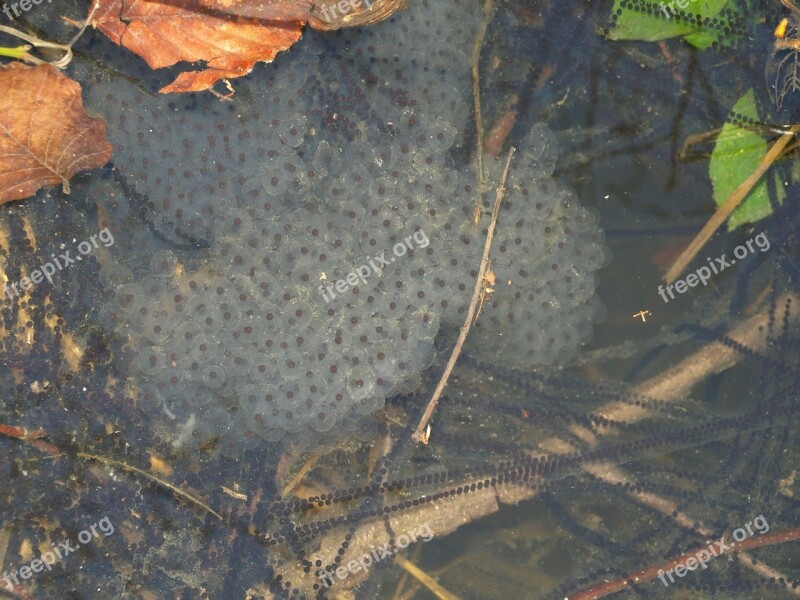 Spawn Toads Frogs Amphibians Water