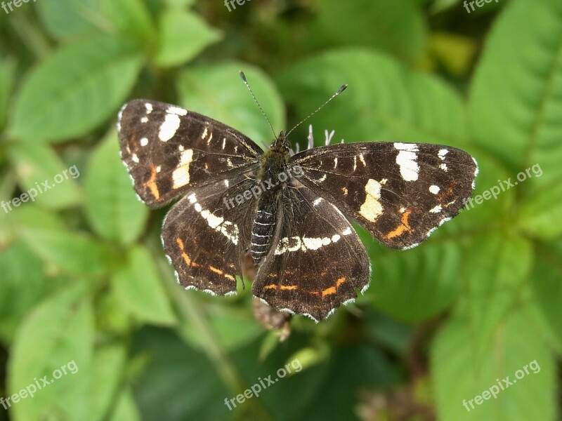 European Map Araschnia Levana Butterfly Insect Animal