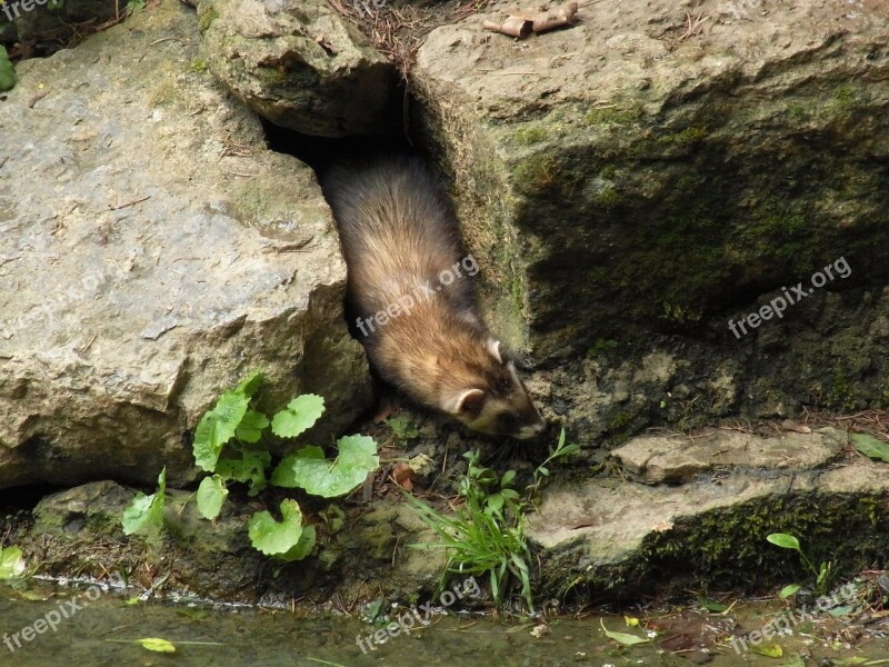 Illtis Mustela Putorius Marten Predator Animal