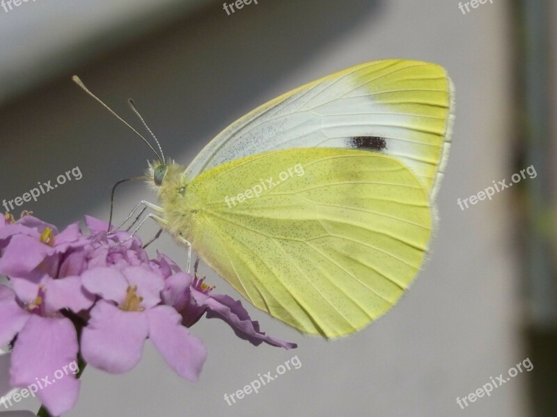 Green Tube White Pieris Napi Butterfly Insect Animal