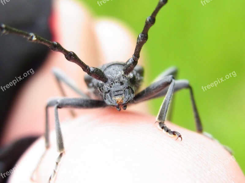 Beech Spike Ring Scopolii Scopolii Beetle Insect Animal