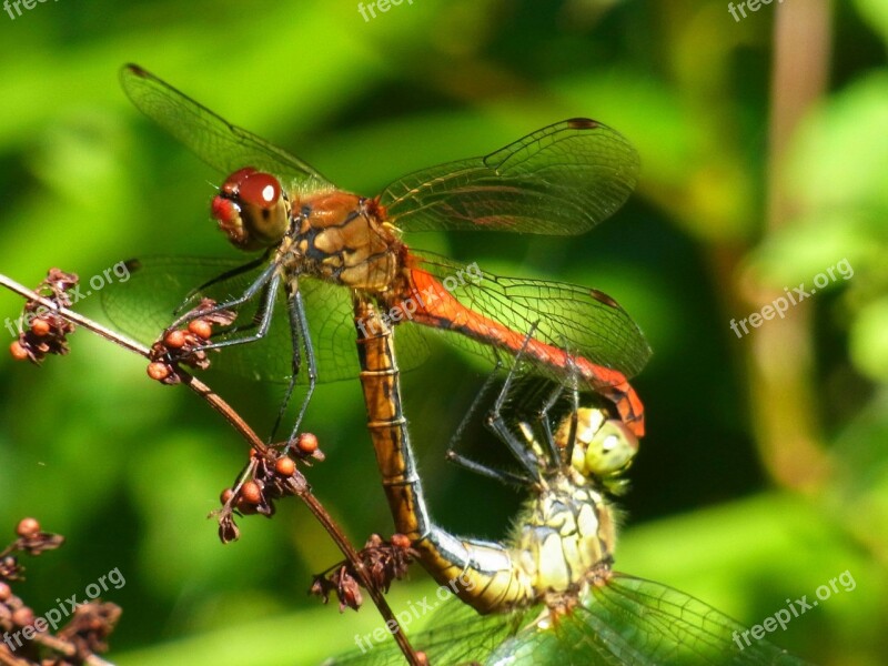 Crimson Heidelibelle Sympetrum Sanguineum Dragonfly Insect Animal